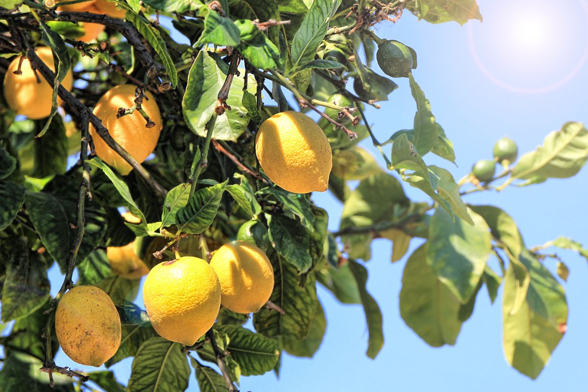 como plantar limão - Canva (1)