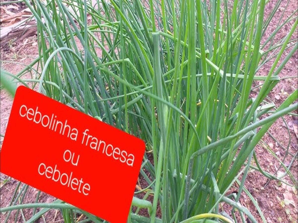 Como cultivar Cebolinha-francesa ou cebolete? Veja passo a passo! - Canva