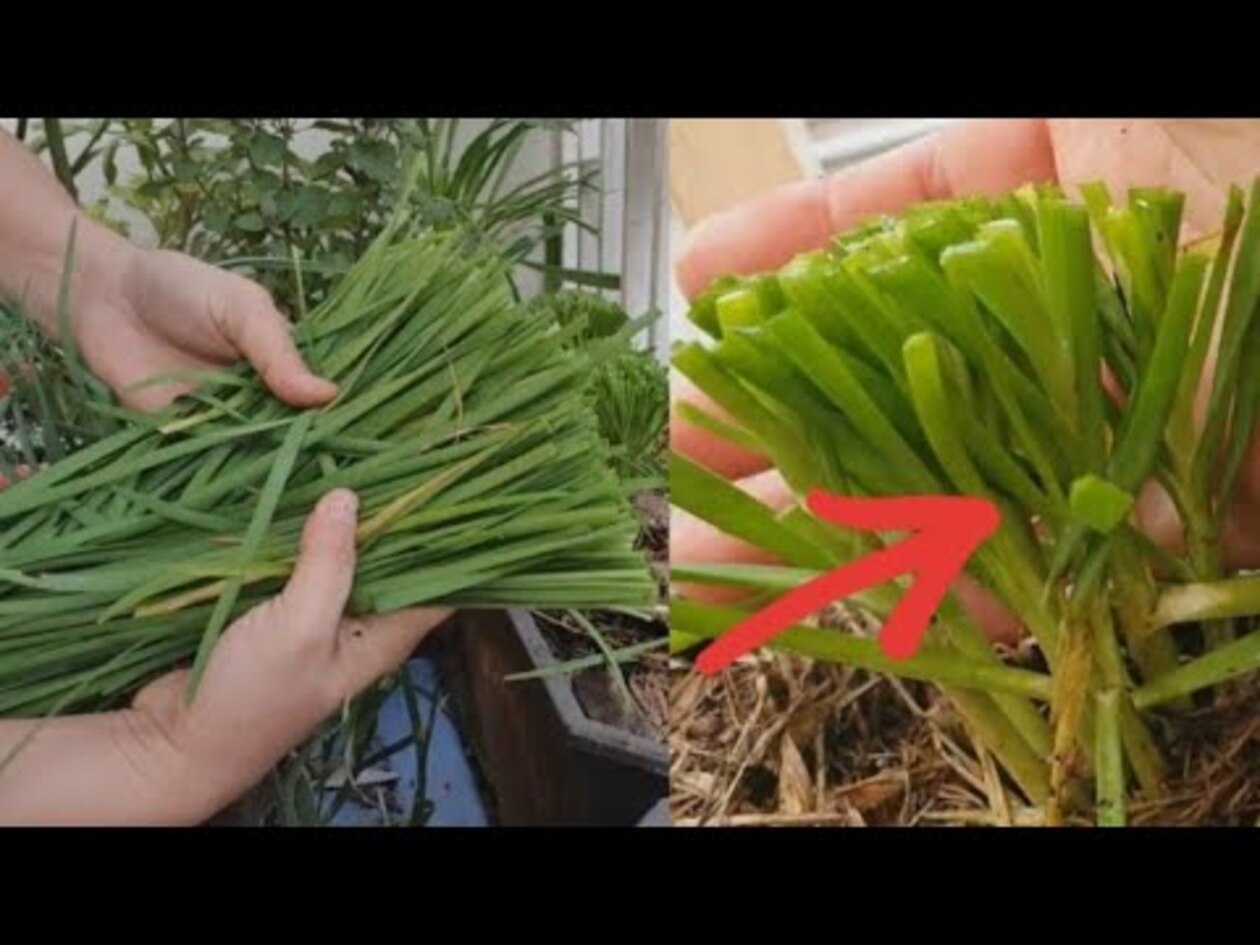 Como cultivar e plantar Nirá? Essa é a famosa cebolinha chinesa! - Canva