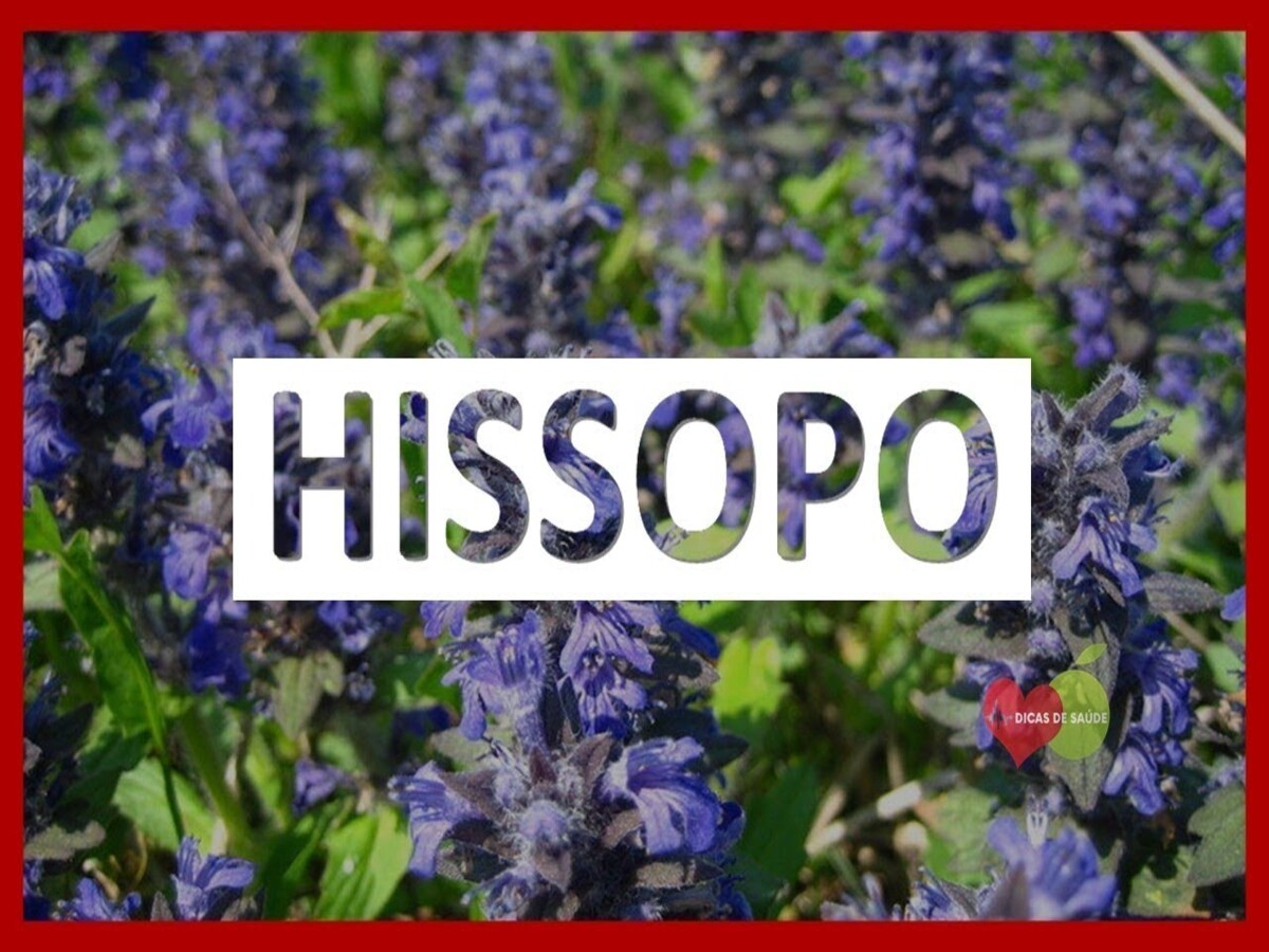 Como cuidar e cultivar Hissopo? Clique e veja dicas preciosas - Canva
