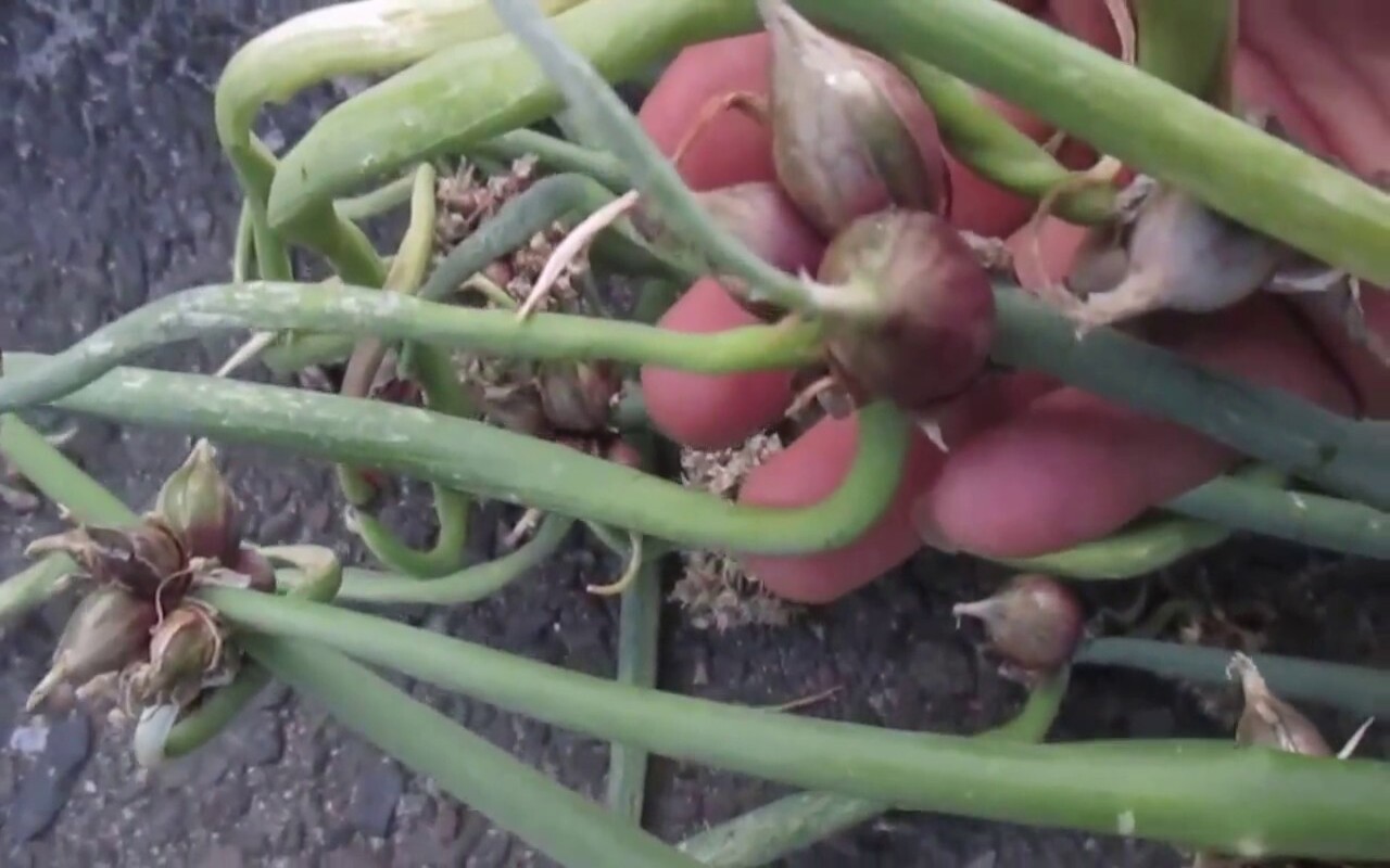Como cultivar e plantar Cebola-do-egito? Veja dicas de irrigação, terra, drenagem e muito mais - Canva