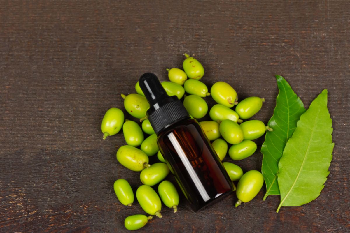 Óleo de neem: como aplicar esse potente repelente nas suas plantas - Reprodução Canva