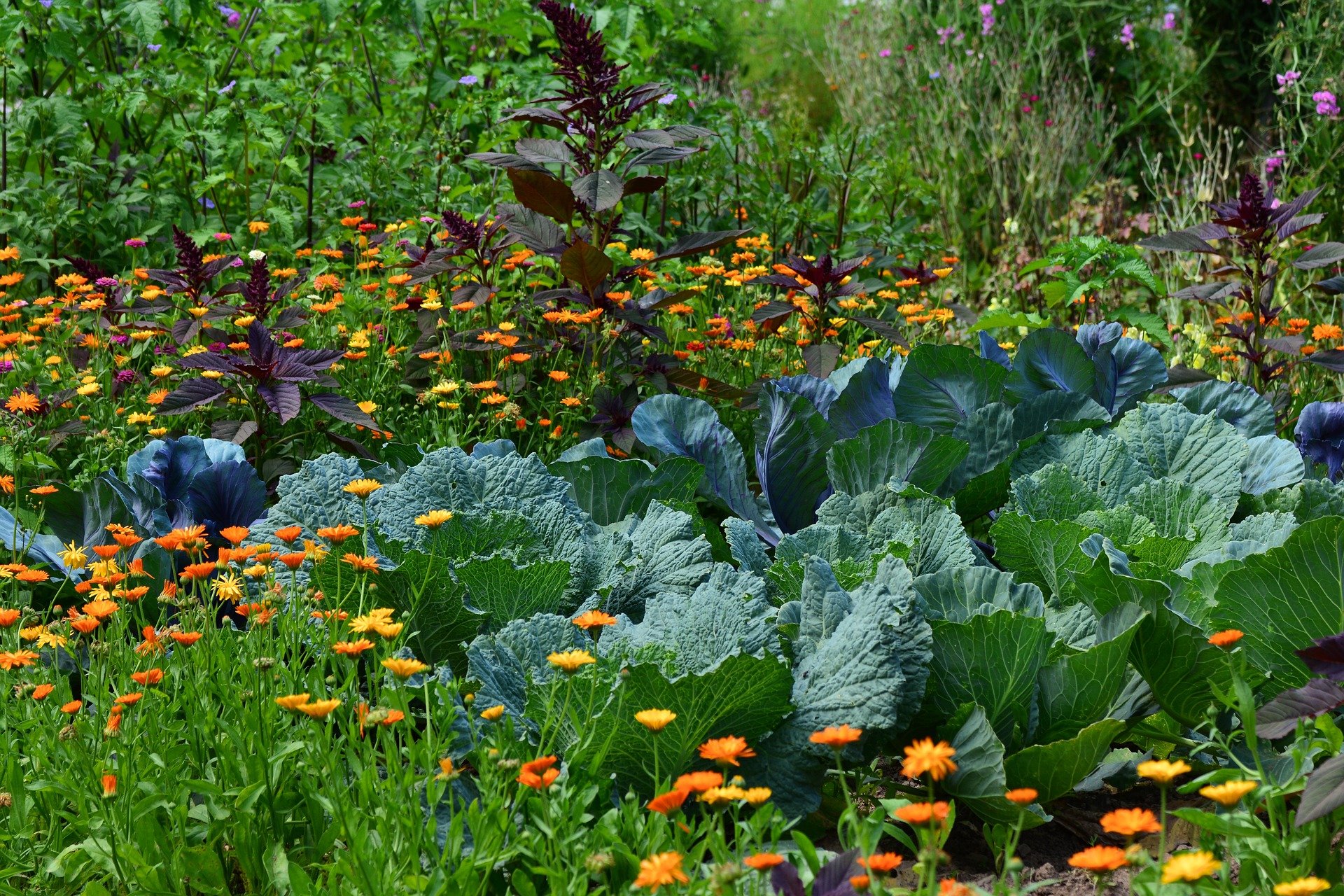 O que plantar em agosto? Lista de frutas, verduras e hortaliças para tornar a sua horta mais produtiva - Fonte: Canva