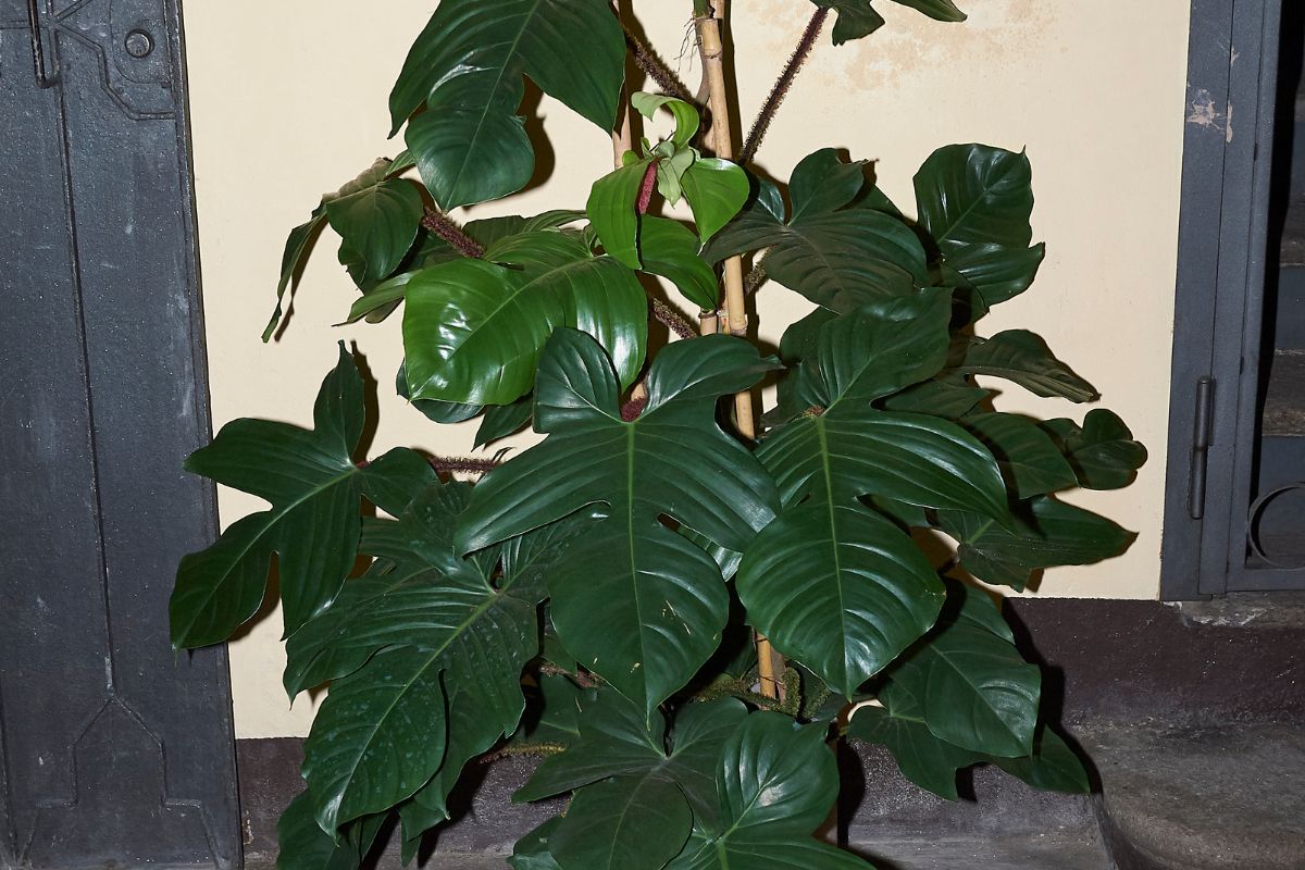 Filodendro Squamífero: conheça a planta de folhagens super ornamentais - Foto: Canva