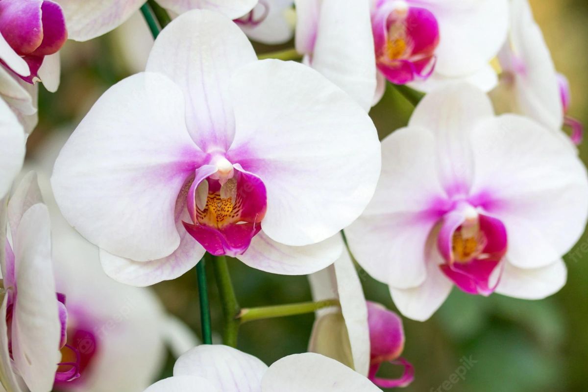Conheça os benefícios de cultivar lindas orquídeas no seu lar - Foto: Canva