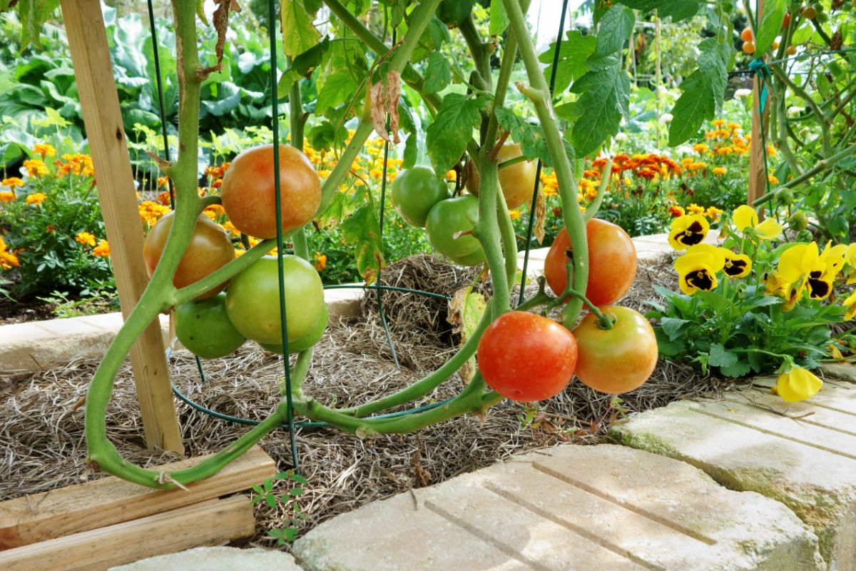 Tomate orgânico direto da sua varanda: um guia rápido de como plantar tomate em casa - Foto: Canva