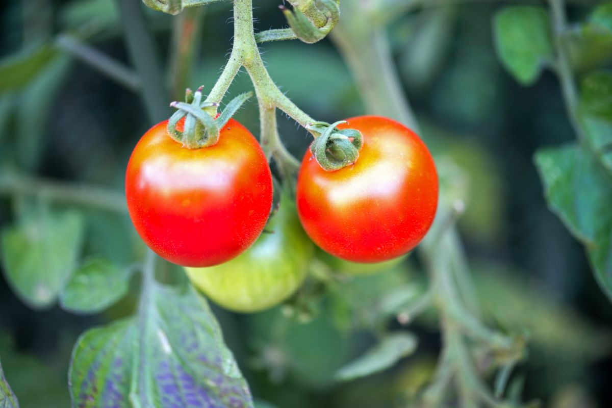 Tomate orgânico direto da sua varanda: um guia rápido de como plantar tomate em casa - Foto: Canva