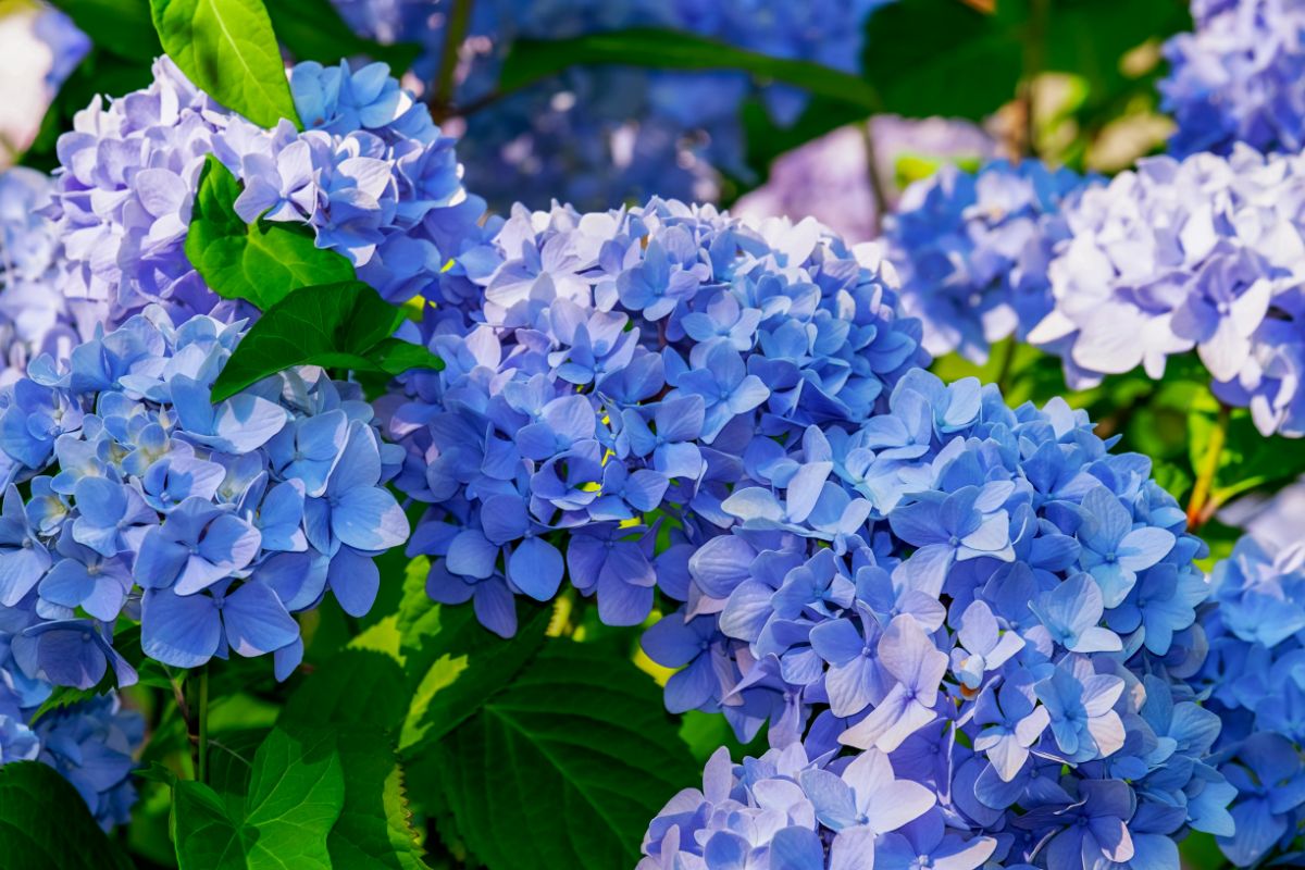 Plantas com flores azuis confira 5 espécies que vão te cativar - Reprodução Canva
