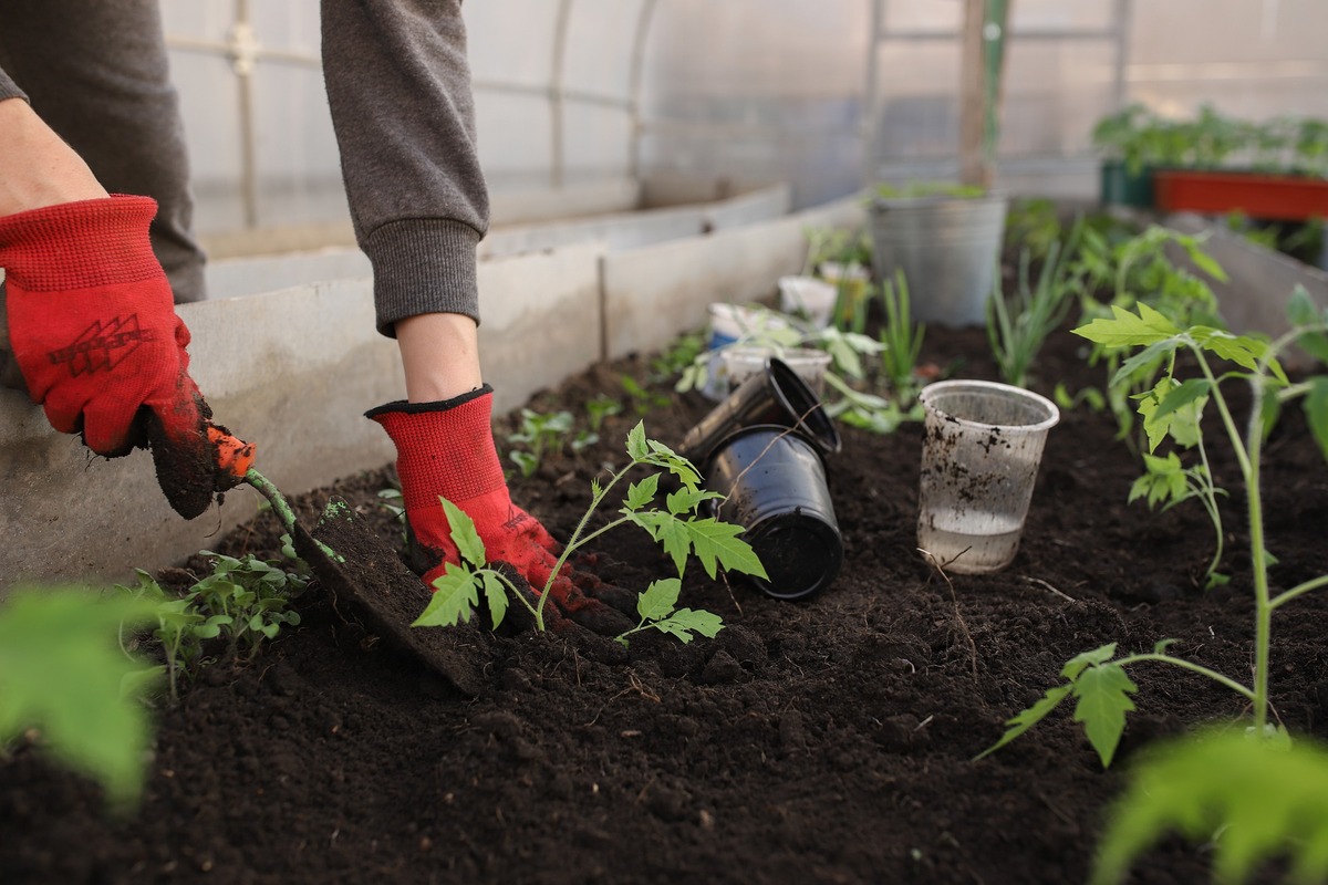Descubra como fazer adubo orgânico com resto de alimentos: suas plantas vão agradecer depois dessa - Fonte: Pixabay