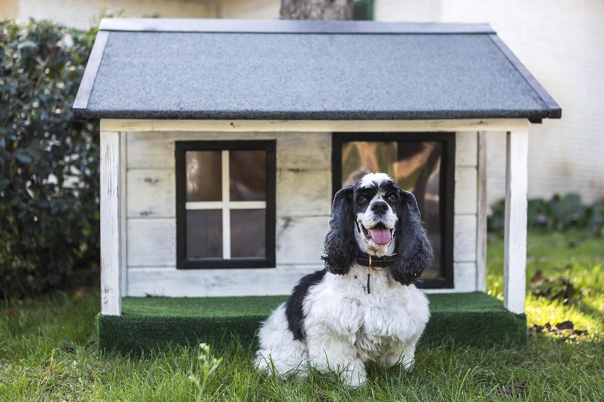 Raças de cachorro para quintal pequeno; saiba quais são os que possuem o melhor perfil para viverem com pouco espaço - Foto: Pixabay