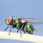 Como espantar moscas-varejeiras; proteja sua casa e sua família desse vilão da saúde - Reproduçao-Canva