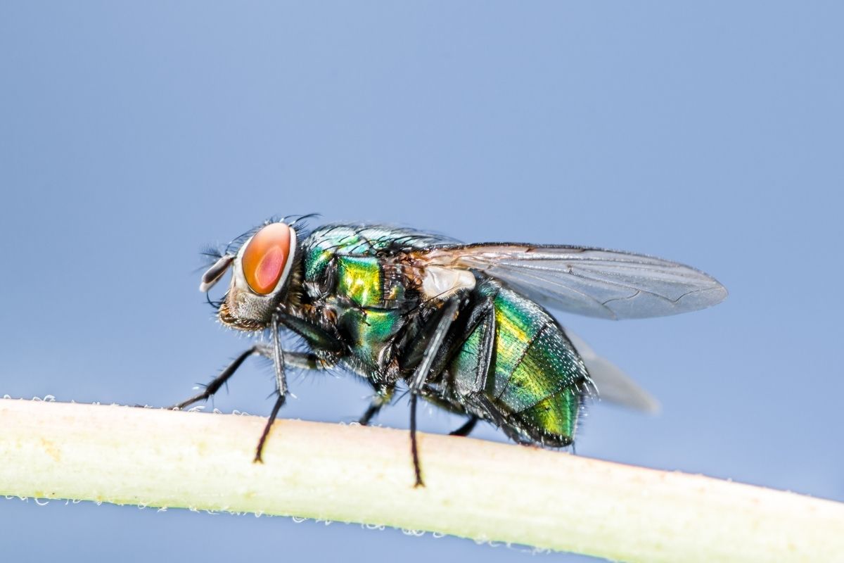 Como espantar moscas-varejeiras; proteja sua casa e sua família desse vilão da saúde - Reproduçao-Canva