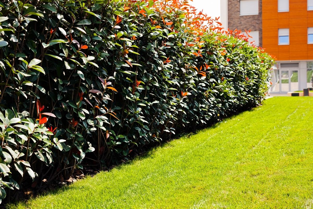 Qual a melhor grama para regiões quentes? saiba também como cuidá-la para ter o quintal sempre verdinho - Foto: Canva