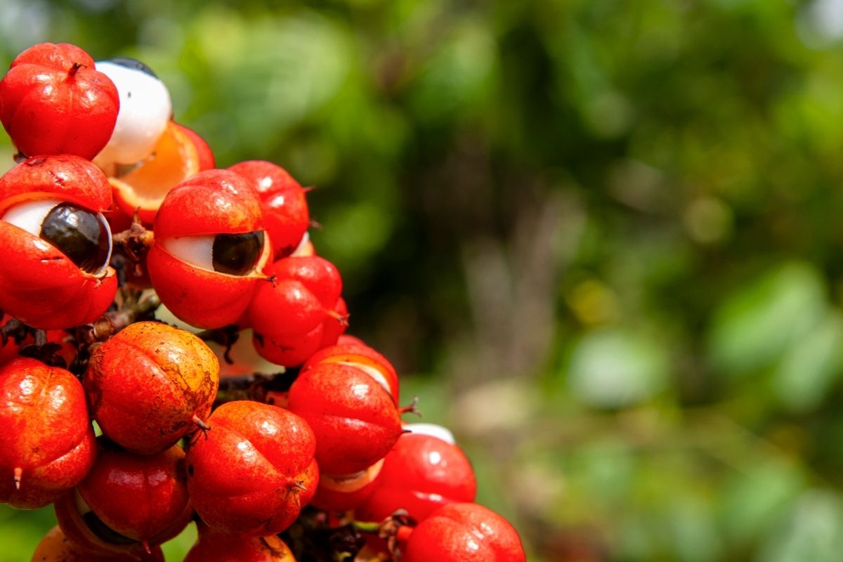 É possível plantar guaraná em qualquer lugar do Brasil? Descubra agora e saiba como fazer - Foto: Pixabay