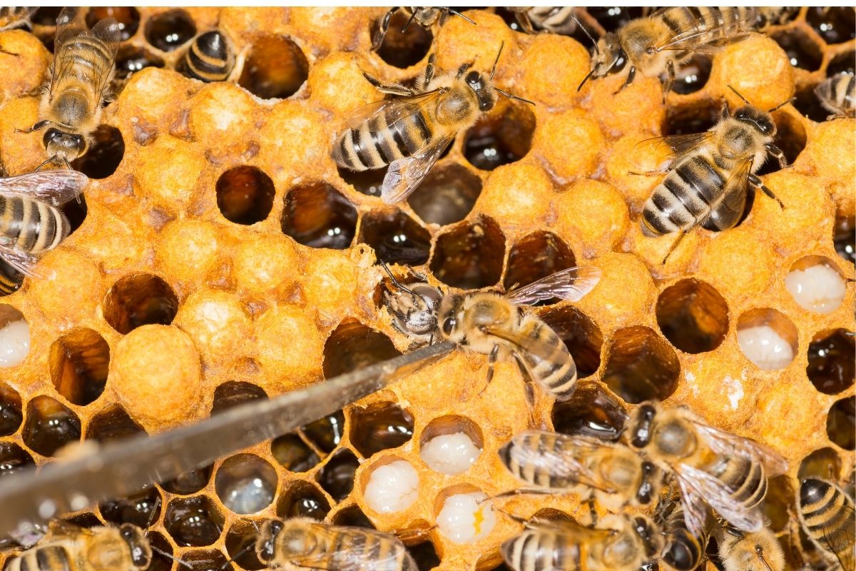 Abelha produz de mel (reprodução Canva Pro)