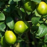 Adubação para limão-taiti (reprodução Canva Pro)