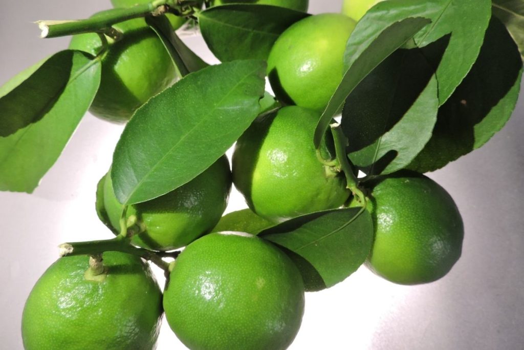 Adubação para limão-taiti (reprodução Canva Pro)