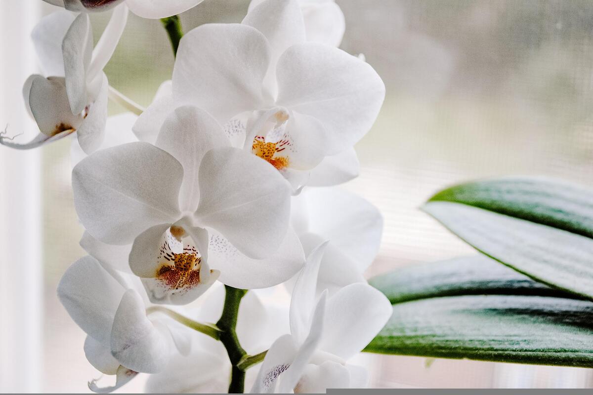 Cinco coisas que arruínam suas orquídeas; não cometa mais- Fonte: Pixabay