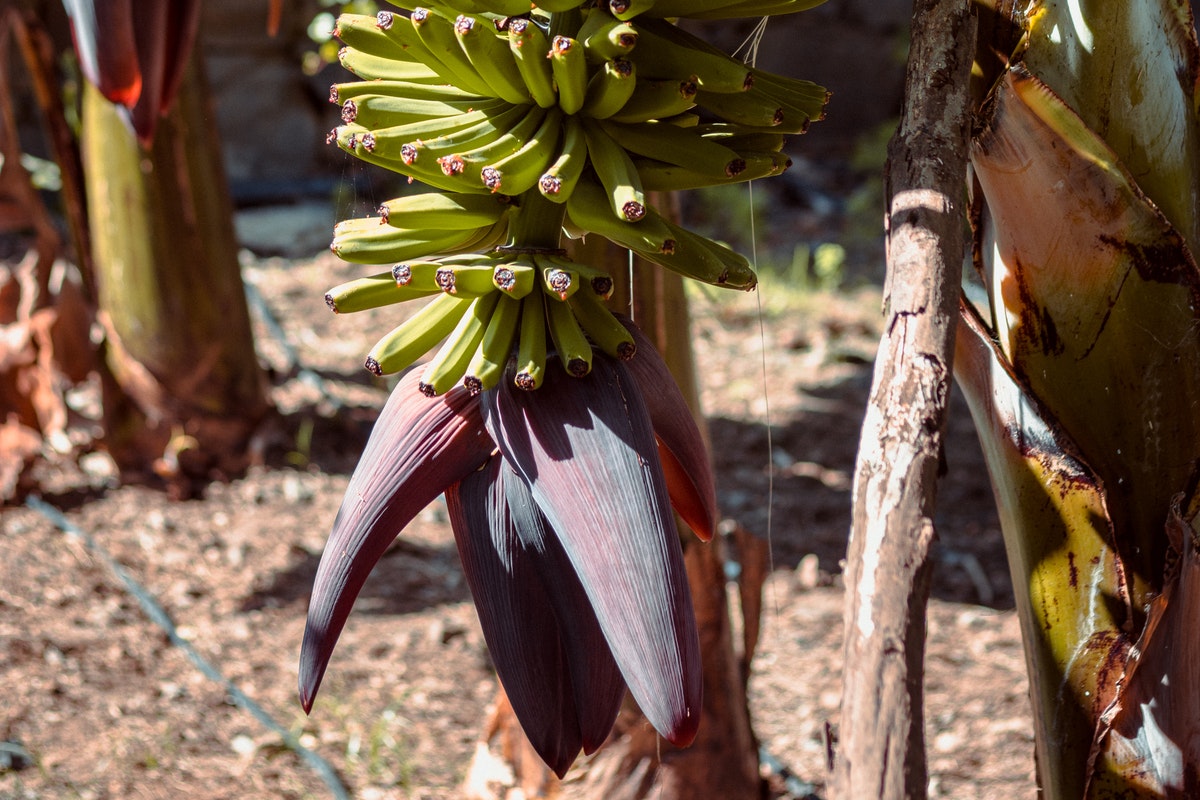 Confira qual o procedimento correto após a bananeira dar frutos; veja o que fazer para garantir a próxima colheita. Fonte: Pexels