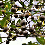 Fruta jenipapo (Reprodução Canva)