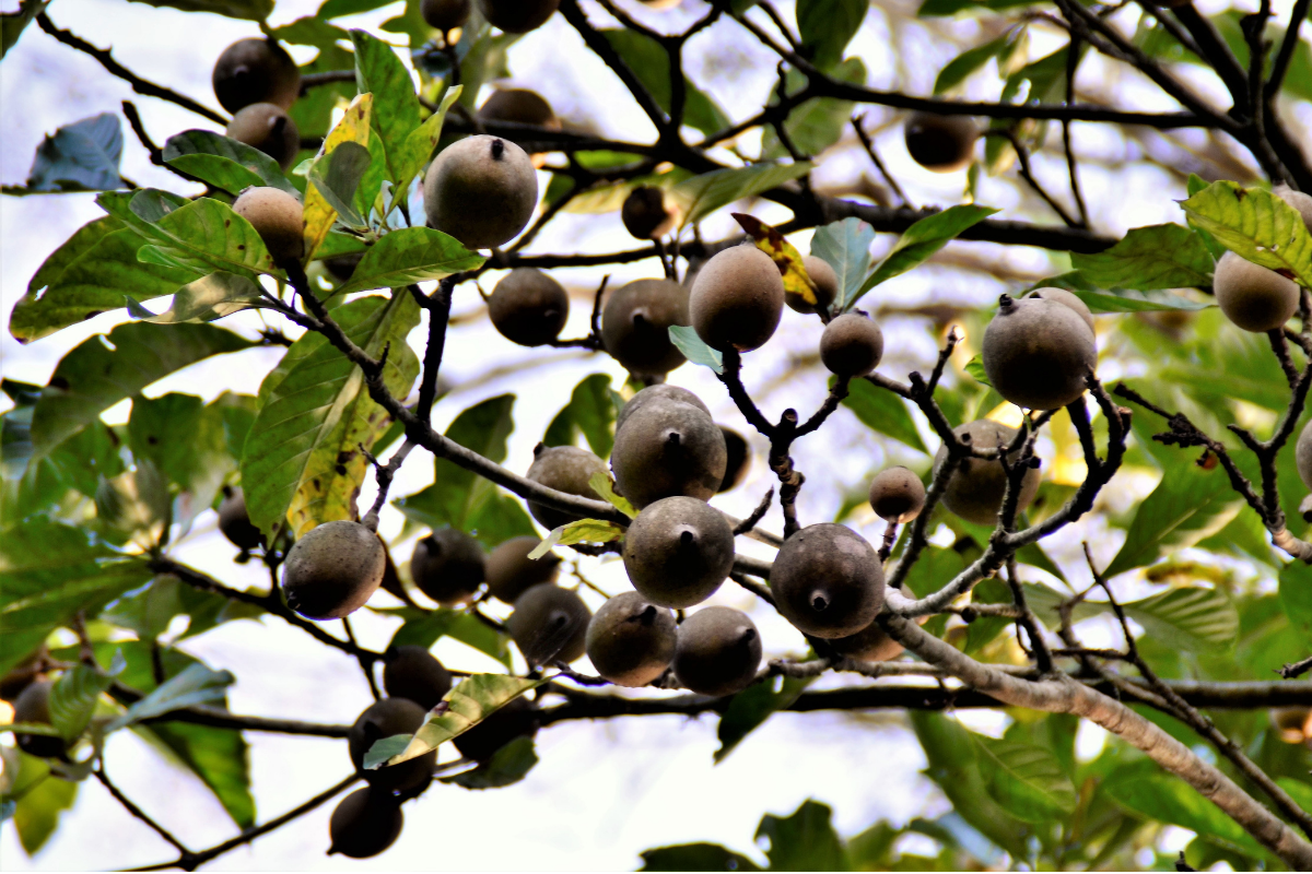 Fruta jenipapo (Reprodução Canva)