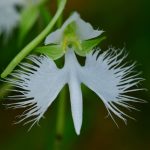 orquídea garça-branca-Foto: Canva Pro