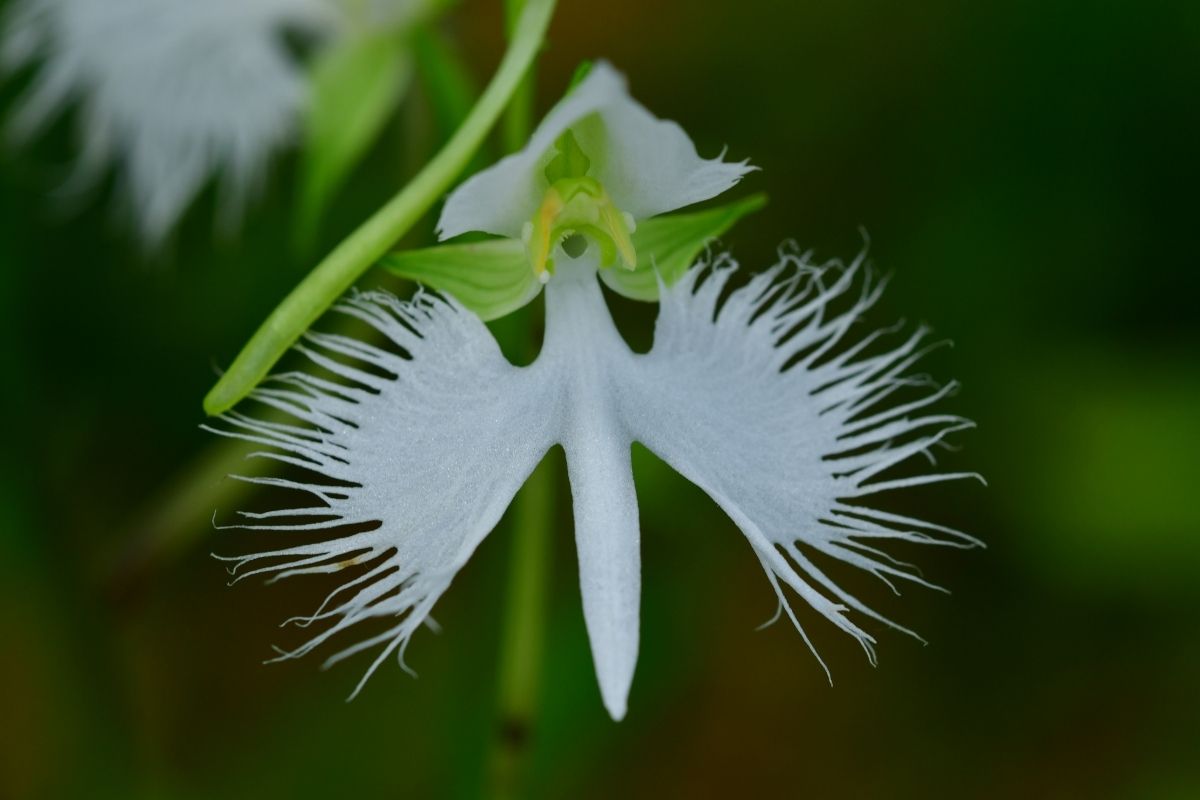 orquídea garça-branca-Foto: Canva Pro