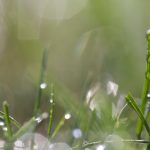 Molhador de grama (Reprodução Canva pro)