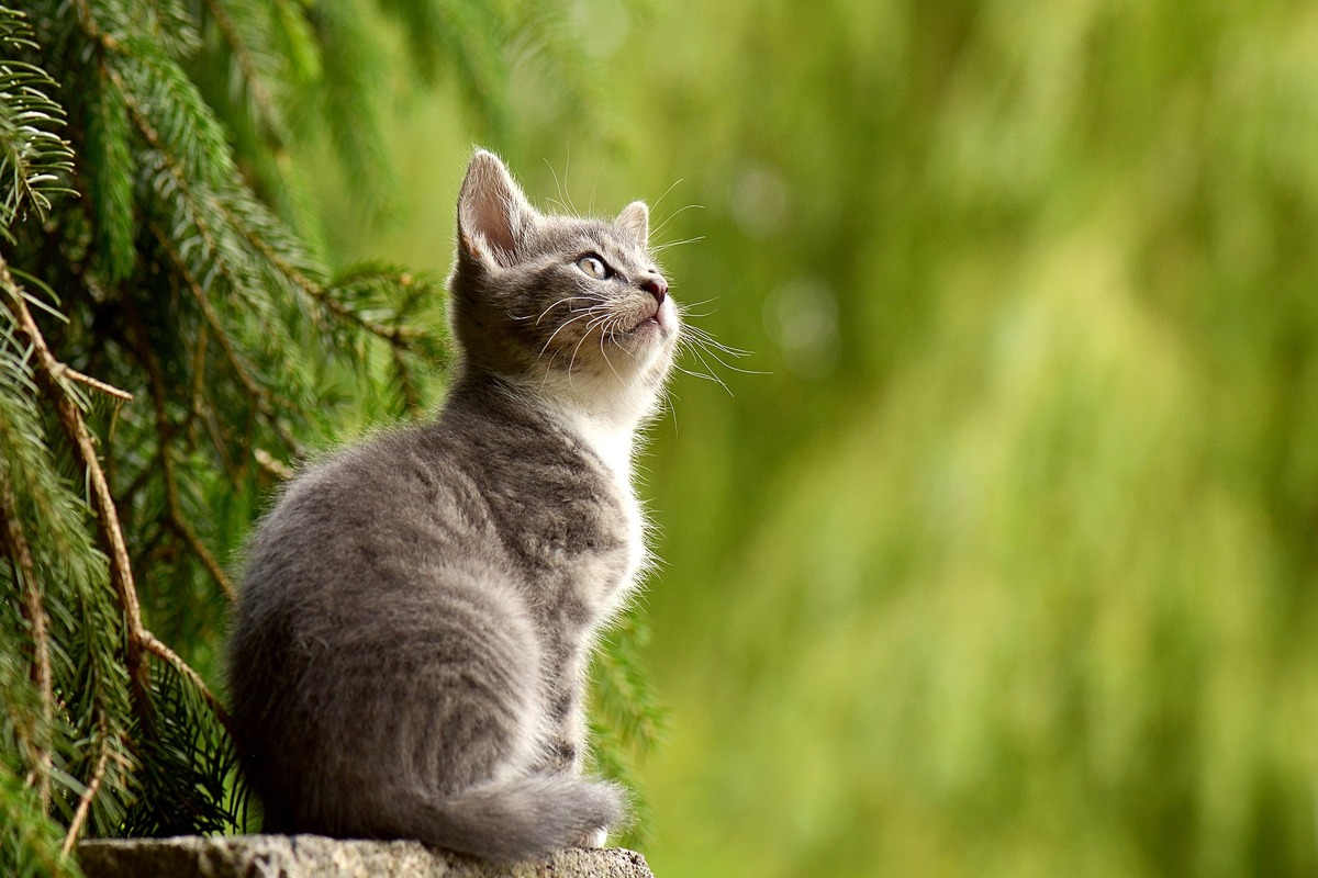 Acabar com a invasão de gatos no quintal - Reprodução: Pixabay