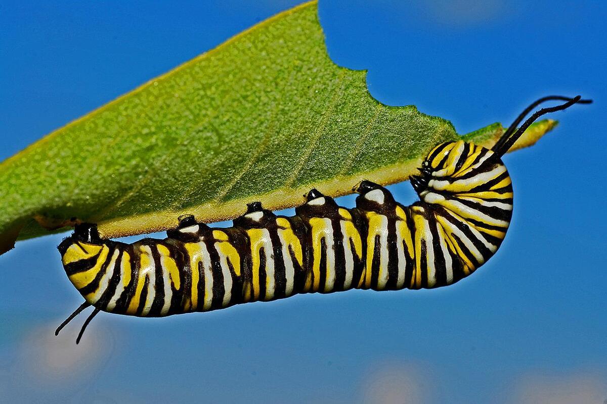 Acabar com as lagartas nas folhas - Reprodução: Pixabay