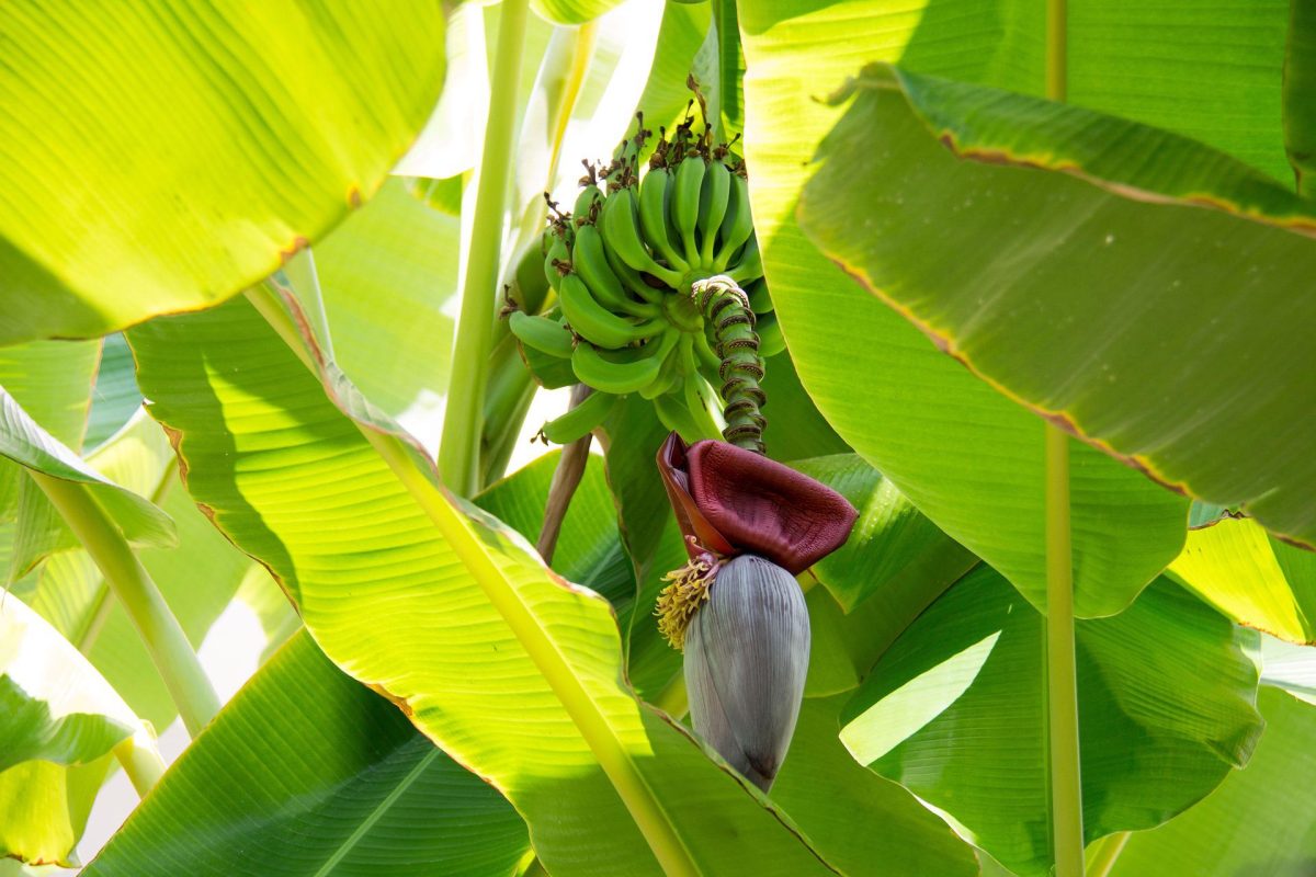 Bananeira com folhas amareladas? Saiba as possibilidades e como corrigir (Reprodução: Pixabay)