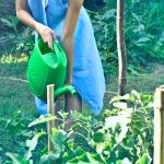 Jardineiro de primeira viagem? Conheça as principais ferramentas para jardim e para que servem (Reprodução: Pexels)