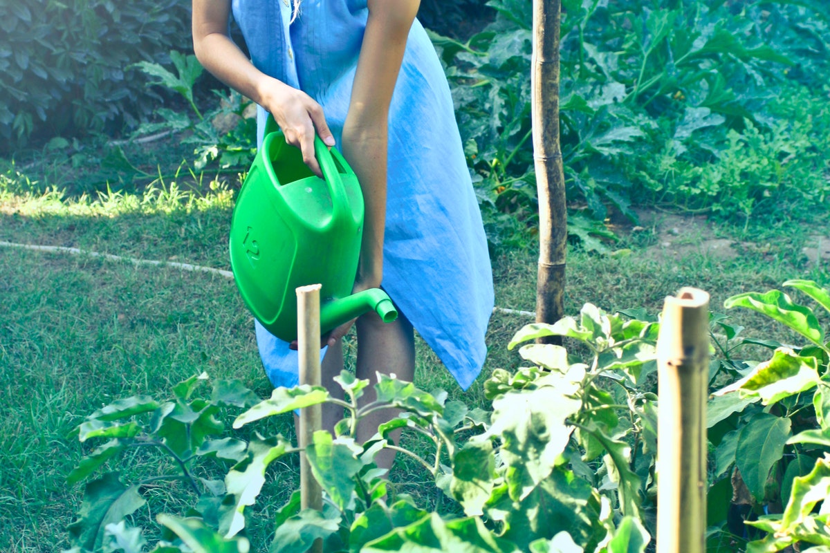 Jardineiro de primeira viagem? Conheça as principais ferramentas para jardim e para que servem (Reprodução: Pexels)
