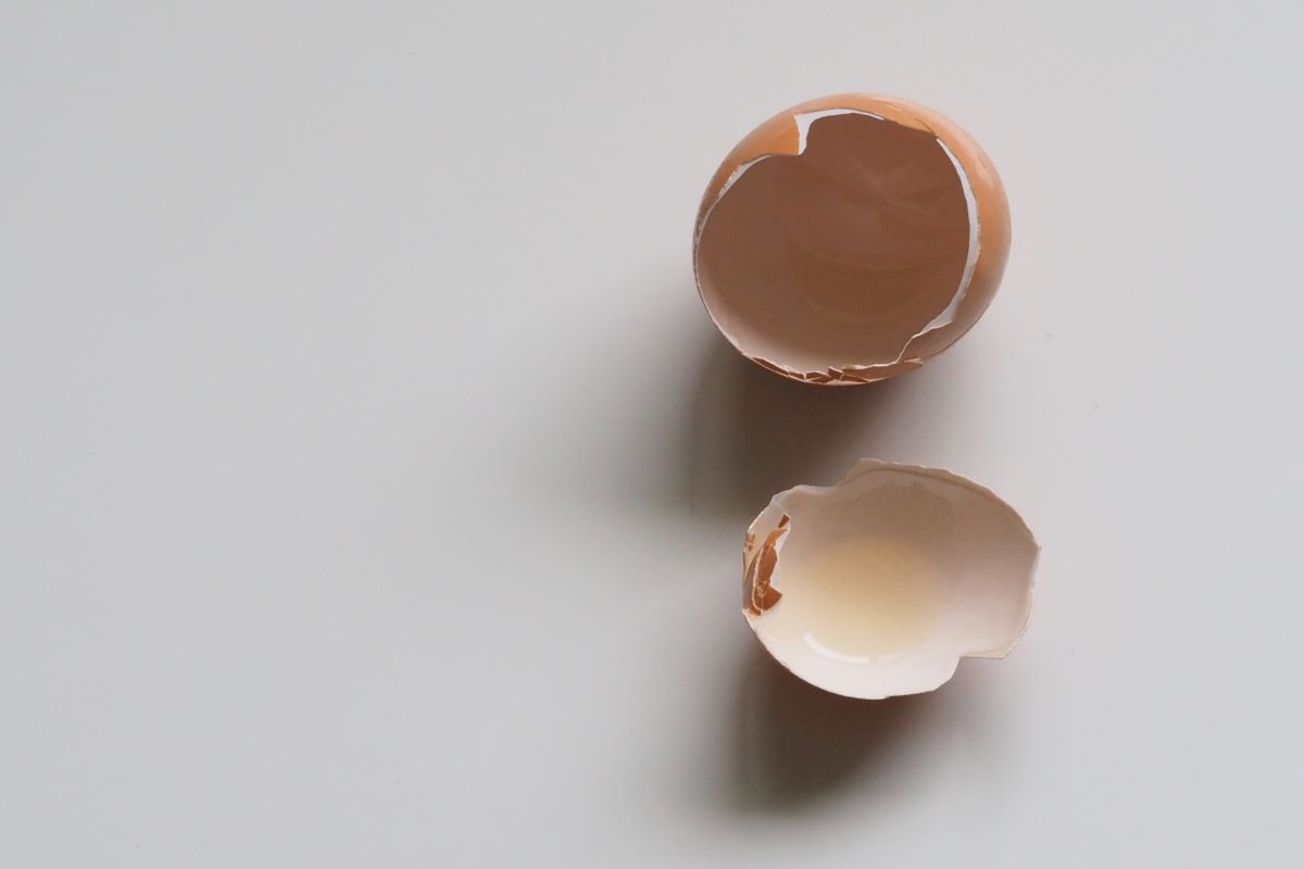Casca de ovo nas plantas (Fonte: Pexels)