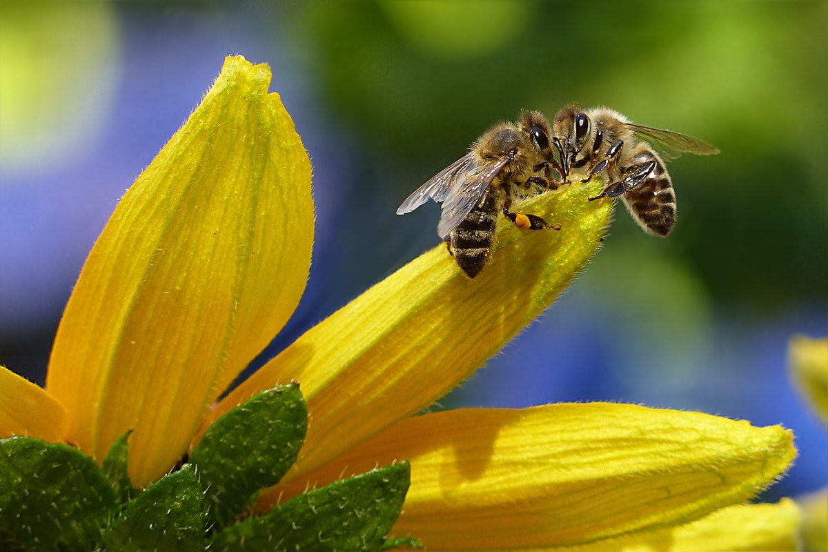 É possível afastar abelhas do quintal com o cheiro de algumas plantas? Descubra agora mesmo (Imagem: Pexels)