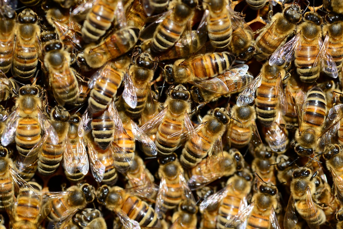 É possível afastar abelhas do quintal com o cheiro de algumas plantas? Descubra agora mesmo (Imagem: Pexels)