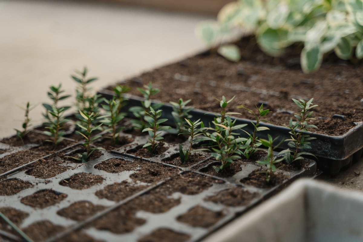 Horta medicinal: confira 5 ervas repletas de benefícios para plantar em vasos - Foto: Pexels