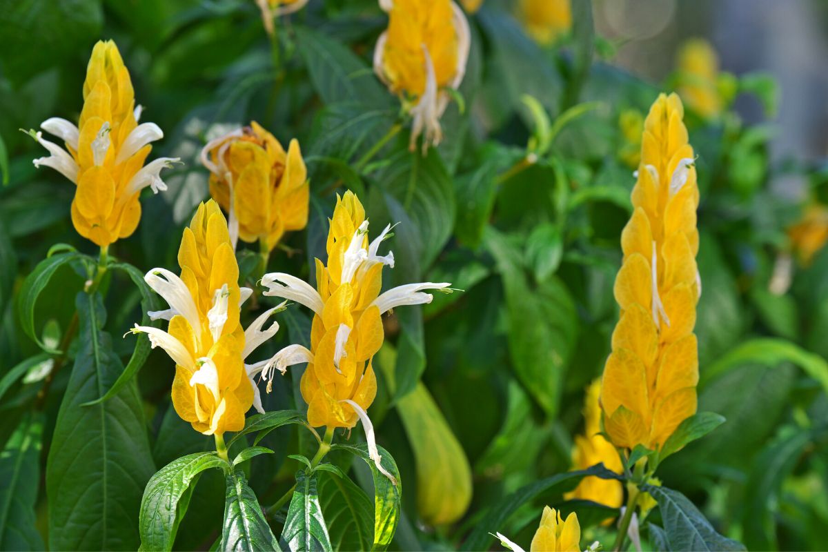 A planta camarão amarelo pode florescer o ano todo: veja como criar as  condições ideais para ter uma explosão de flores - EmaisMT