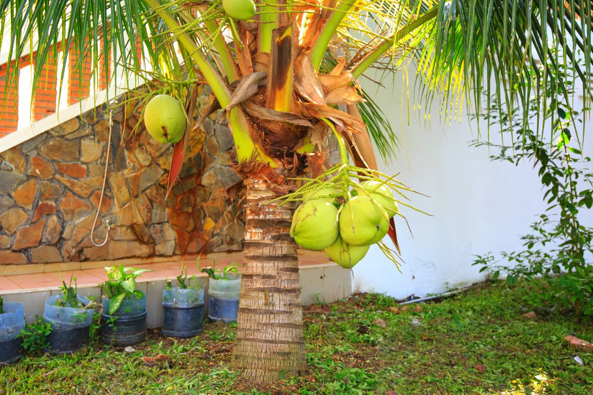 como fazer mudas de coco anão-Foto Canva Pro