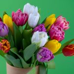 como cultivar tulipa em vaso-Foto: Canva Pro