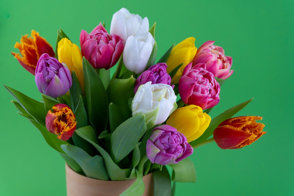 como cultivar tulipa em vaso-Foto: Canva Pro