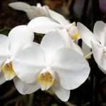 adubo caseiro para orquídeas-Foto Canva Pro