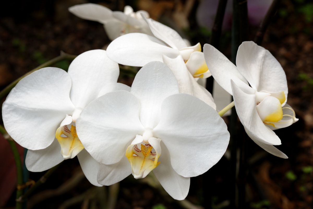 adubo caseiro para orquídeas-Foto Canva Pro