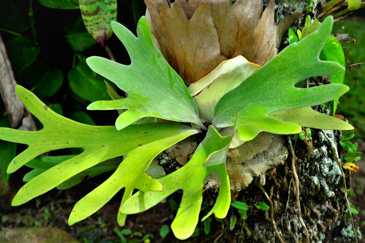 planta chifre-de-cervo-Foto: Canva Pro