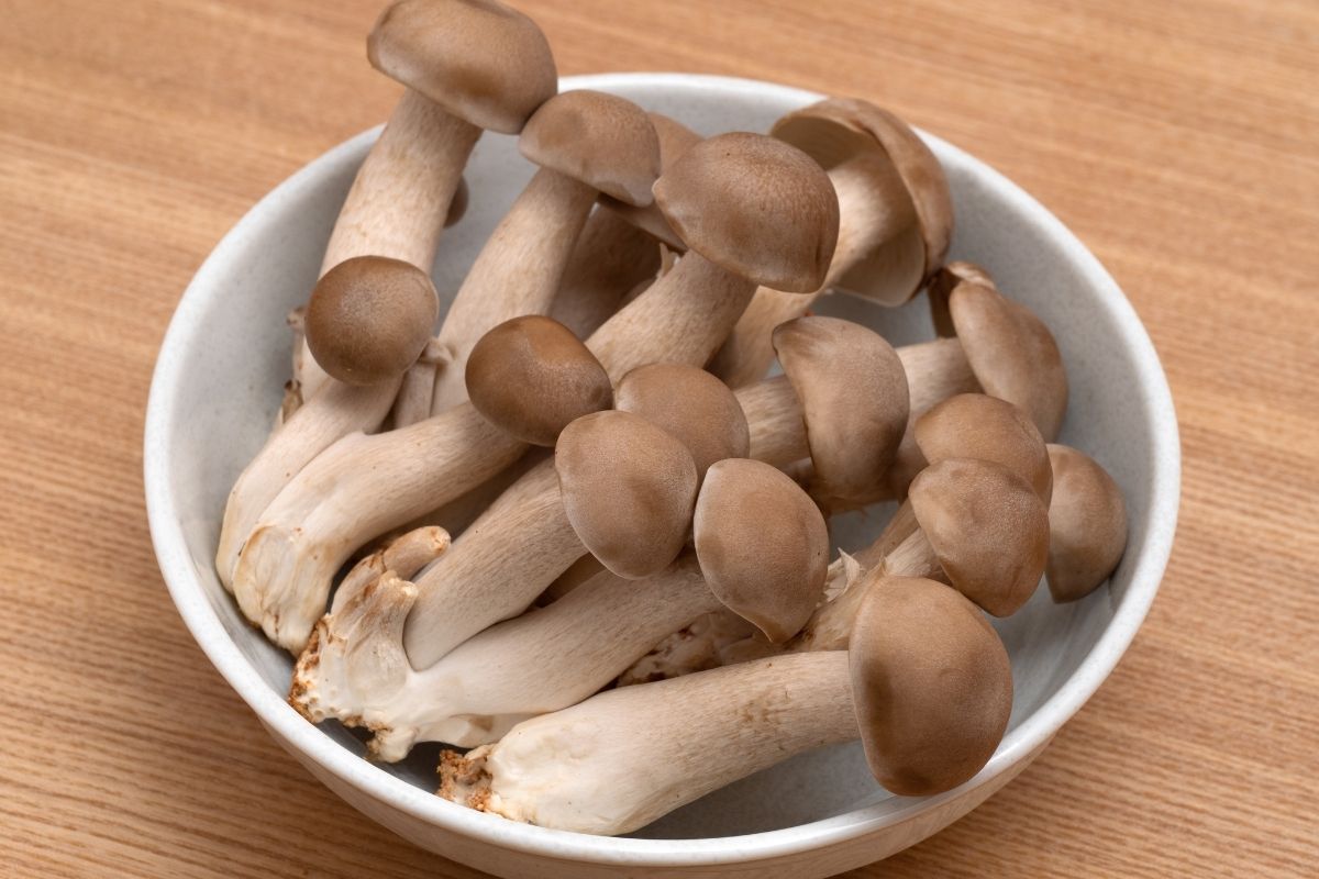 como cultivar cogumelos comestíveis-Foto: Canva Pro