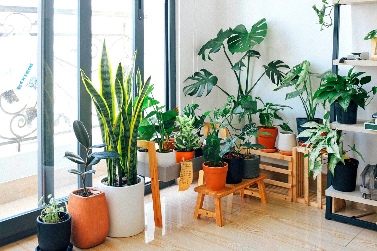 plantas ornamentais para interiores-Foto: Canva Pro