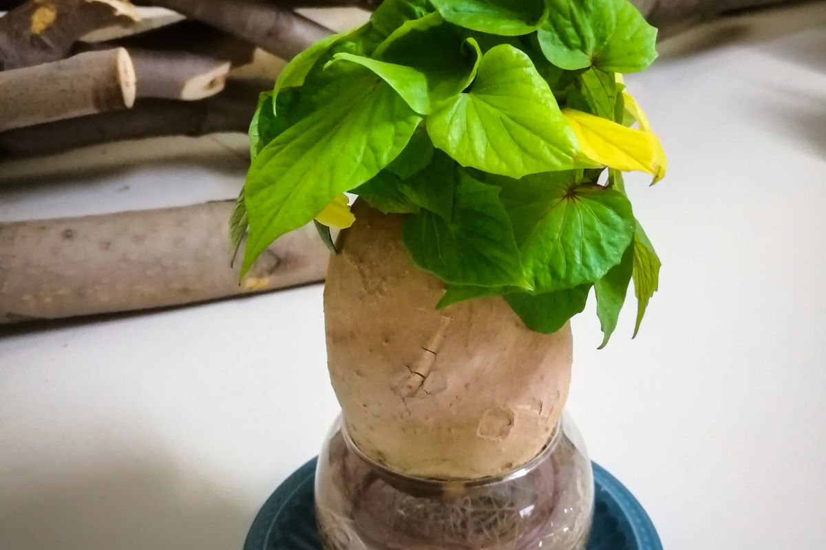 como plantar batata-doce em vaso-Foto: Canva Pro