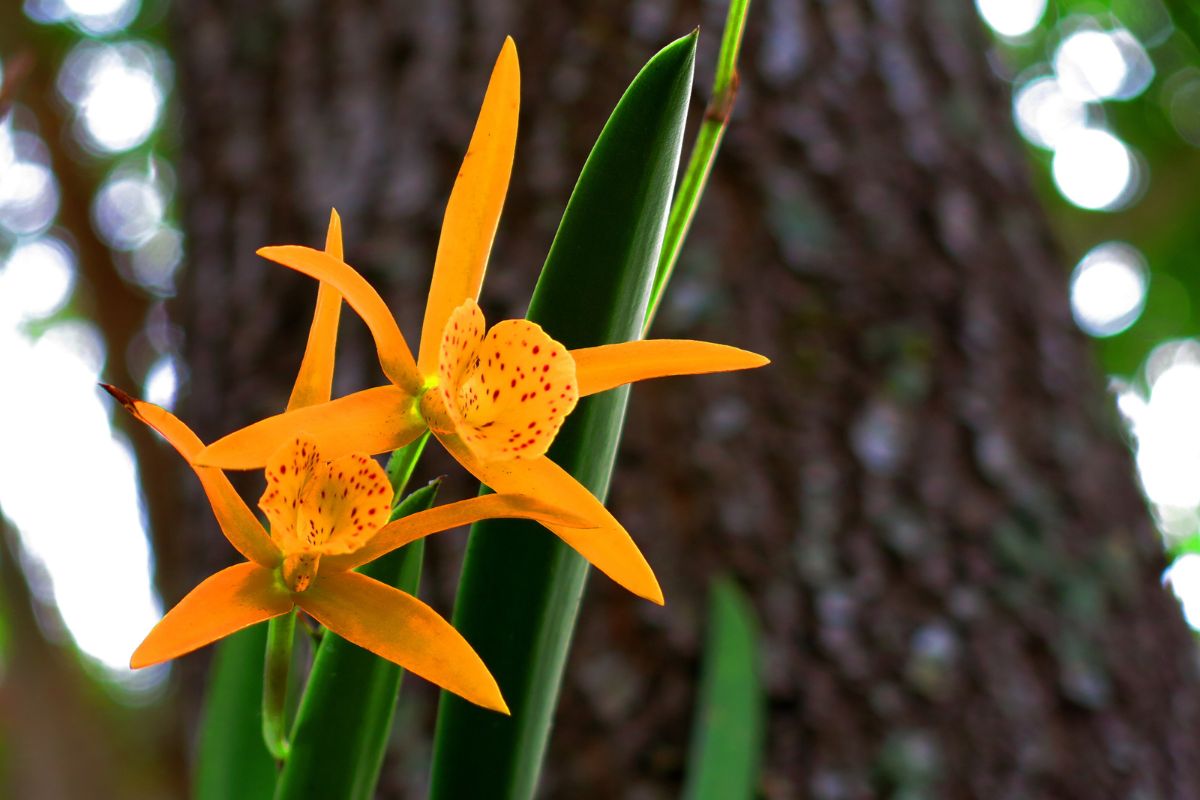 como plantar orquídea na árvore-Foto: Canva Pro