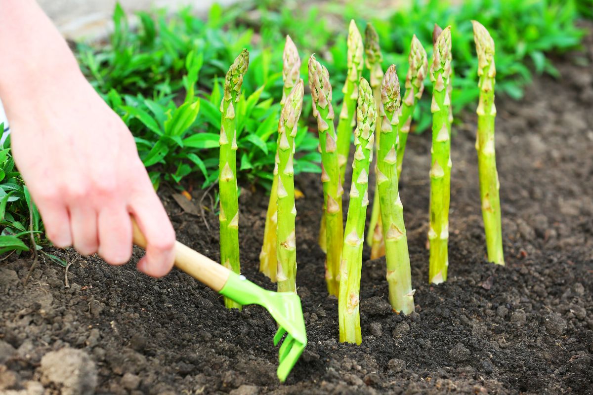 como plantar aspargo-Foto: Canva Pro