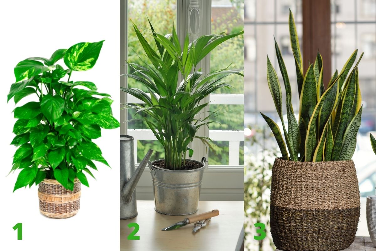 plantas para home office-Foto: Canva Pro